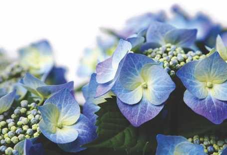 Blue-Purple Flowers